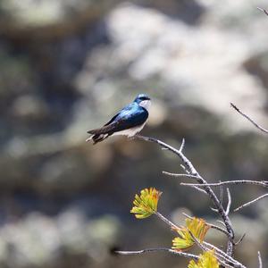 Tree Swallow