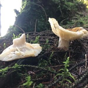 Yellow-ochre Russula