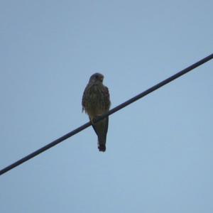 Common Kestrel