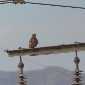 Common Kestrel