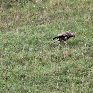 Common Buzzard