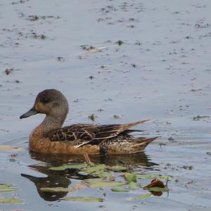 American Wigeon