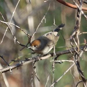 Blackcap