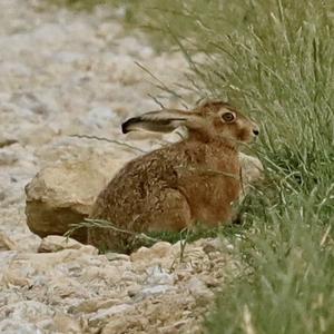 European Hare