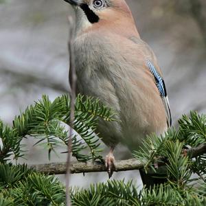 Eurasian Jay