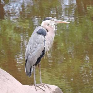 Great Blue Heron