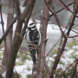 Hairy Woodpecker