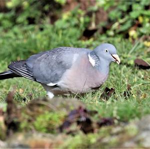 Common Wood-pigeon