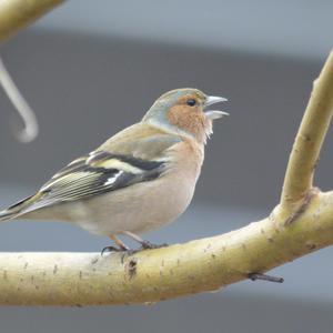 Eurasian Chaffinch