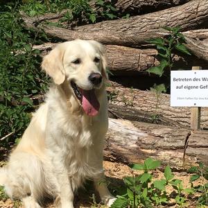 Retriever (Golden)