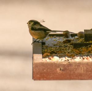 Long-tailed Tit