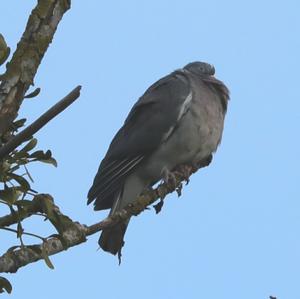 Common Wood-pigeon