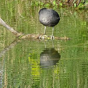 Common Coot