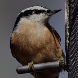 Red-breasted Nuthatch