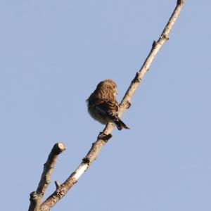 Eurasian Linnet