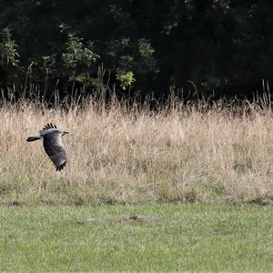 Mäusebussard