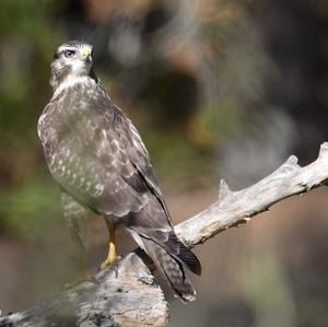 Northern Goshawk