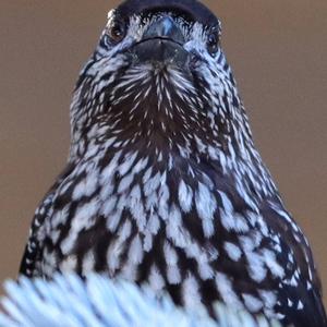 Spotted Nutcracker