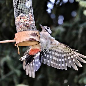 Great Spotted Woodpecker