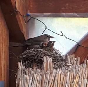 Eurasian Blackbird