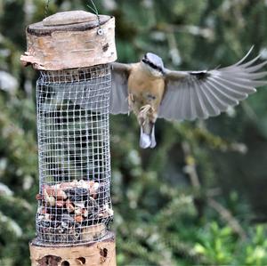 Wood Nuthatch