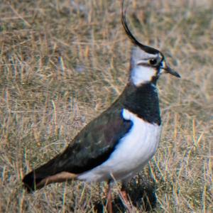 Northern Lapwing