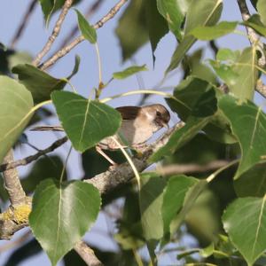 Common Whitethroat