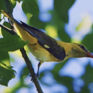 Eurasian Golden Oriole