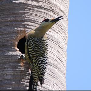 West Indian Woodpecker