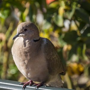 Eurasian Collared-dove