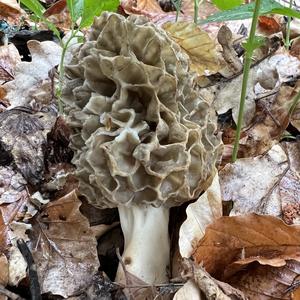 Yellow Morel