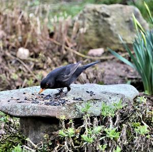 Eurasian Blackbird