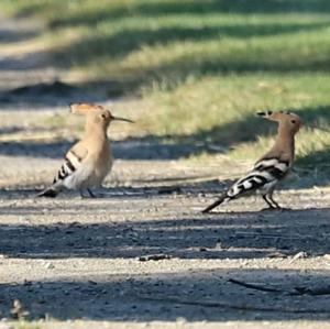 Eurasian Hoopoe