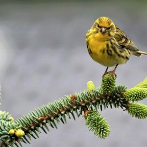 Eurasian Siskin