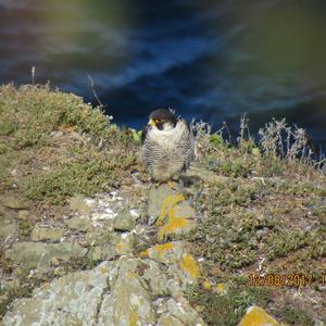 Peregrine Falcon