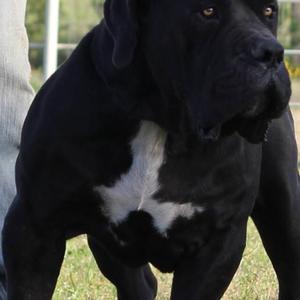Unknown Breed