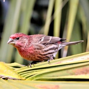 House Finch