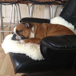 Englische Bulldogge