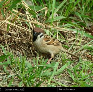 Eurasian Tree Sparrow