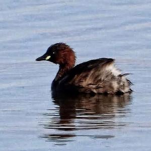 Little Grebe