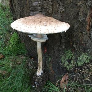 Parasol Mushroom