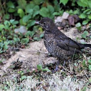 Eurasian Blackbird