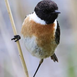 European stonechat