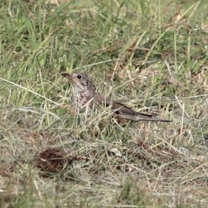 Mistle Thrush