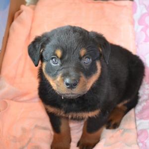 Rottweiler