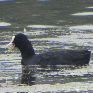 Bläßhuhn