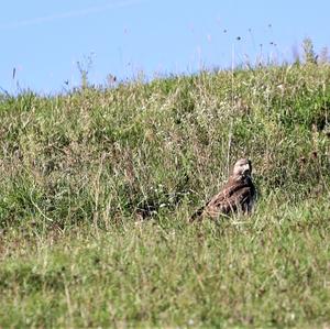 Common Buzzard