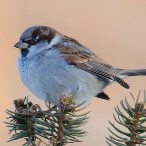 House Sparrow