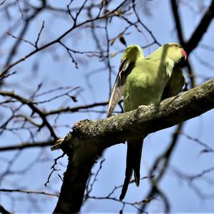 Rose-ringed Parakeet