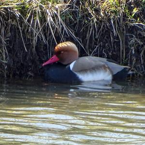 Red-crested Pochard